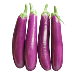 BRINJAL LONG (INDIA)