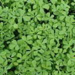 FRESH METHI LEAVES (FENUGREEK LEAVES)