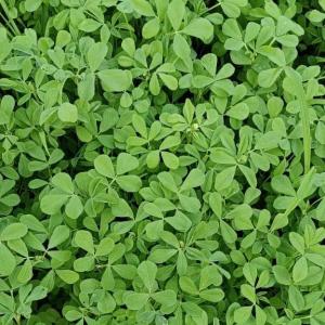 FRESH METHI LEAVES (FENUGREEK LEAVES)